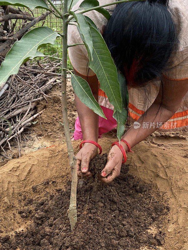 印度印度教妇女穿着Salwar Kameez传统服装的形象，同时弯腰在花园分配地块种植芒果树，挖掘土壤，关注前景